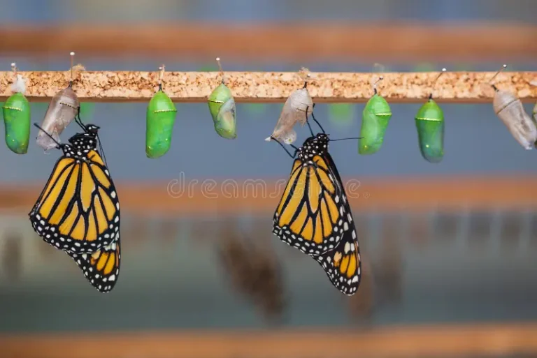 Butterfly Cocoon