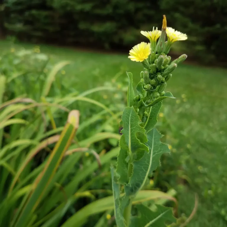 Prickly Lettuce