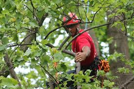 Exceptional Tree Services: Ensuring Safety and Health for Your Trees