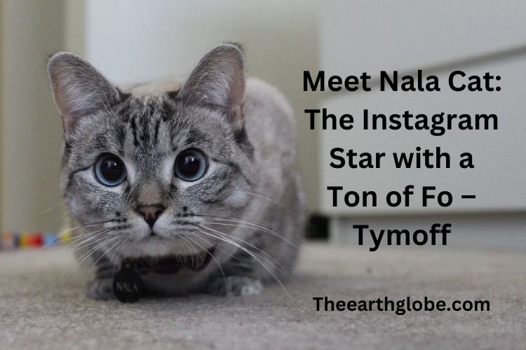 Meet Nala Cat: The Instagram Star with a Ton of Fo – Tymoff